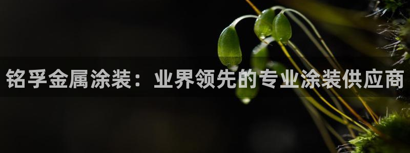 澳门新开美高梅的酒店